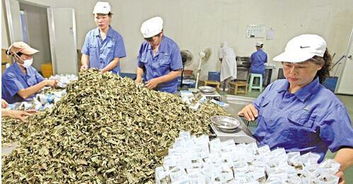 中藥飲片行業洗牌加速 六家企業退出市場，巨頭強勢入局